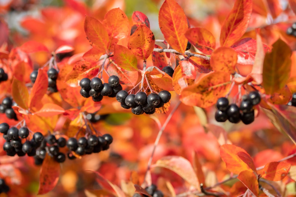 Branches with black berries and red leaves of chokeberry in autumn. Branches with black berries and red leaves of chokeberry in autumn.