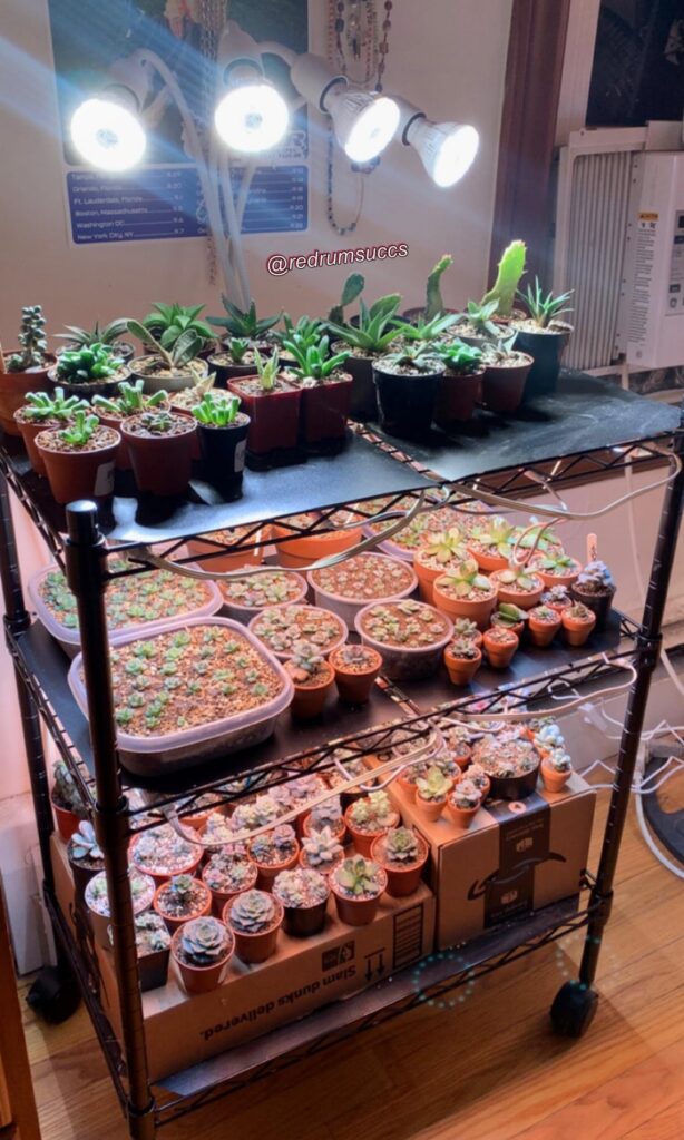 finally got the brand new Propagation Station™️ all set up💚 not the prettiest but better than what I had