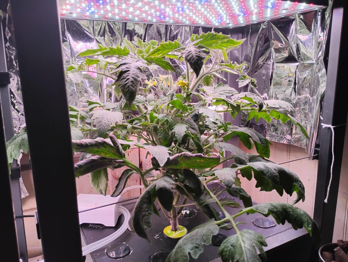 Day 45 of my Pink Brandywine Sudduth Strain (crossed or mislabeled) in The Aerogarden Farm 12XL