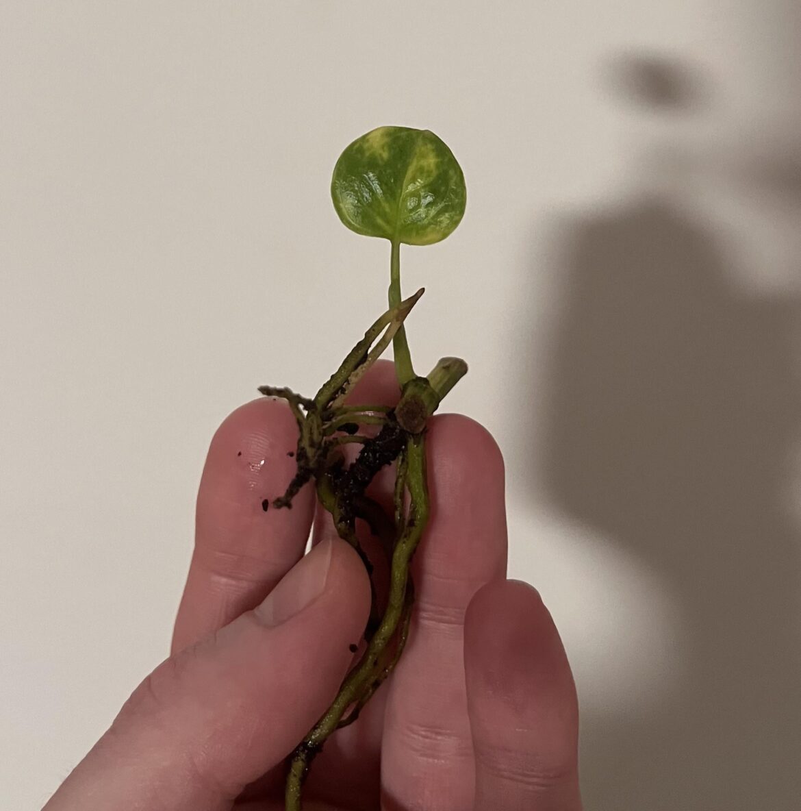 Super tiny leaf? 🥲