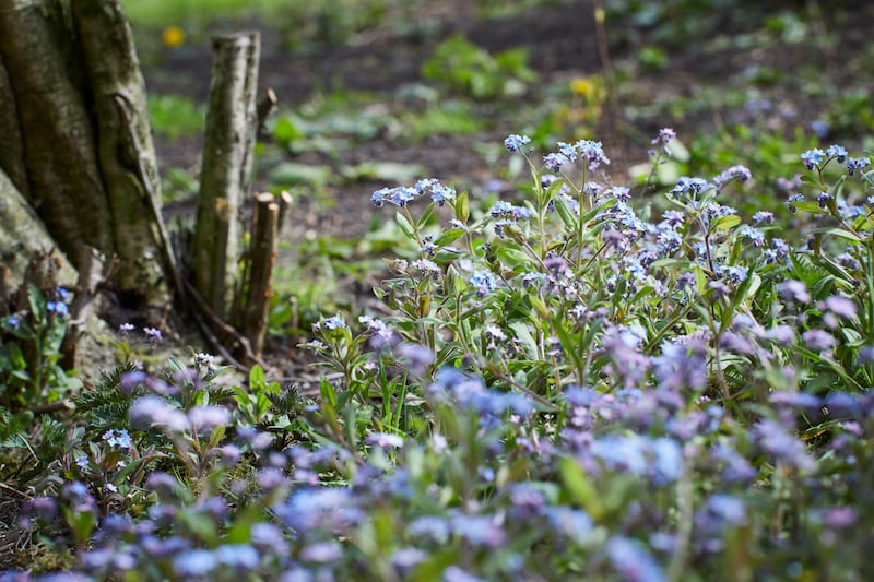 Self-seeded forget-me-nots