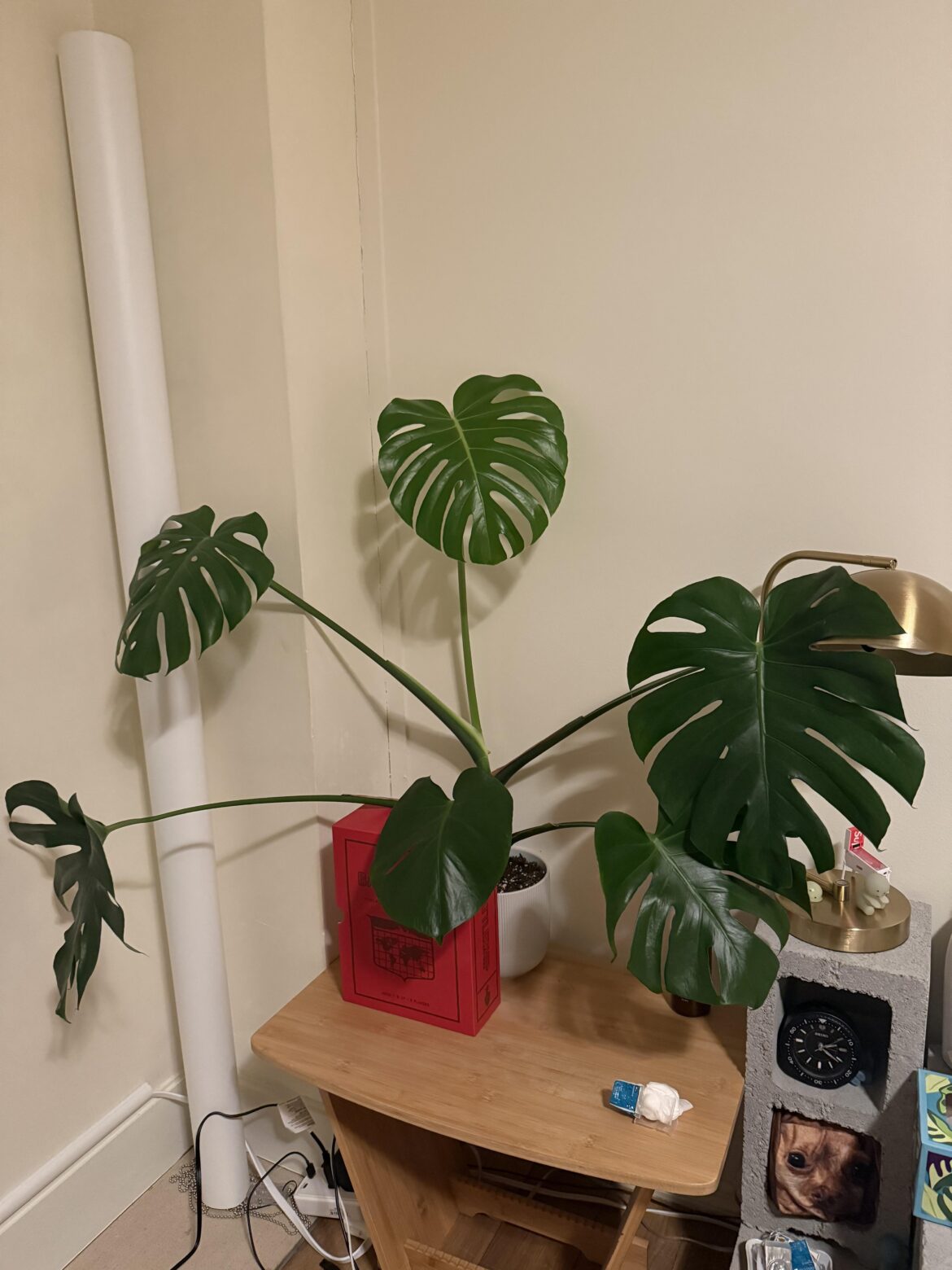 What are my next steps with this one? What are my next steps with this one?