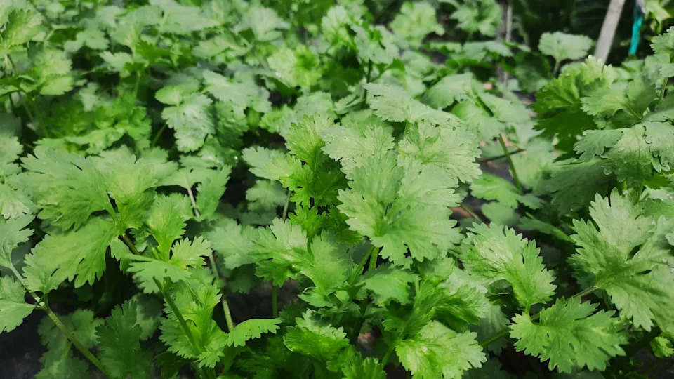 Photo credit: Dwi Pradnyana - Getty Images