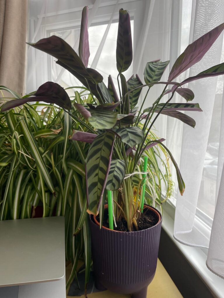 Sad calathea Sad calathea
