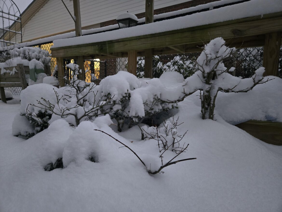Snowmageddon on the bonsai bench