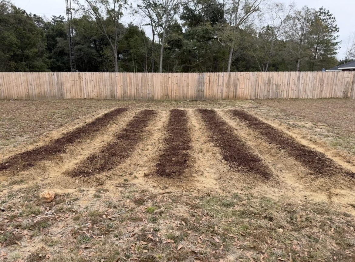 Thoughts on the start of my new home garden?