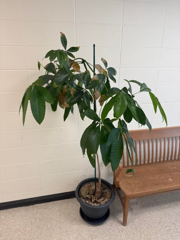 What’s wrong with my plant, and what kind of plant is it?