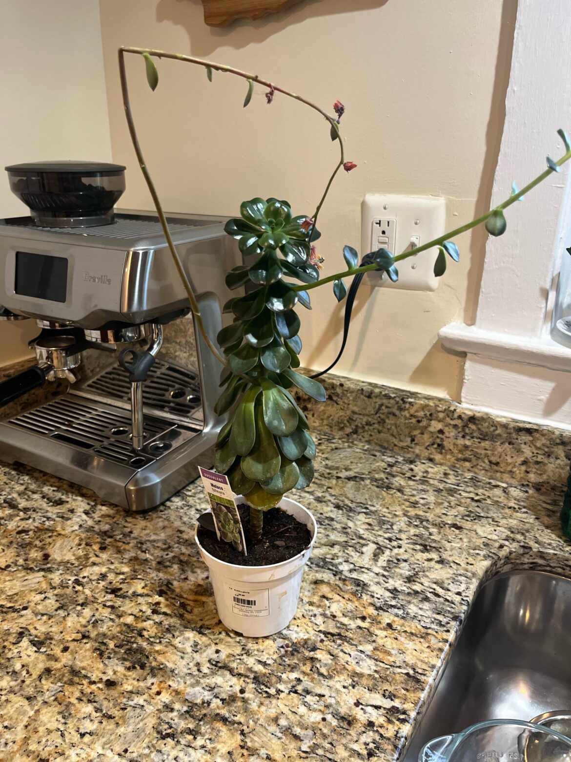 What Type of Echeveria is This?