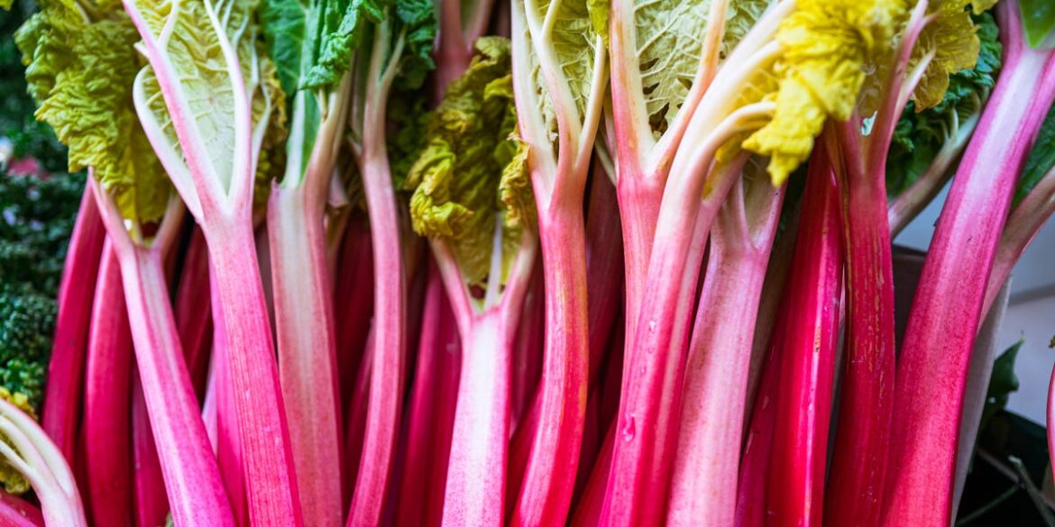 Now Is the Time to Plant Rhubarb—Here’s How to Grow It