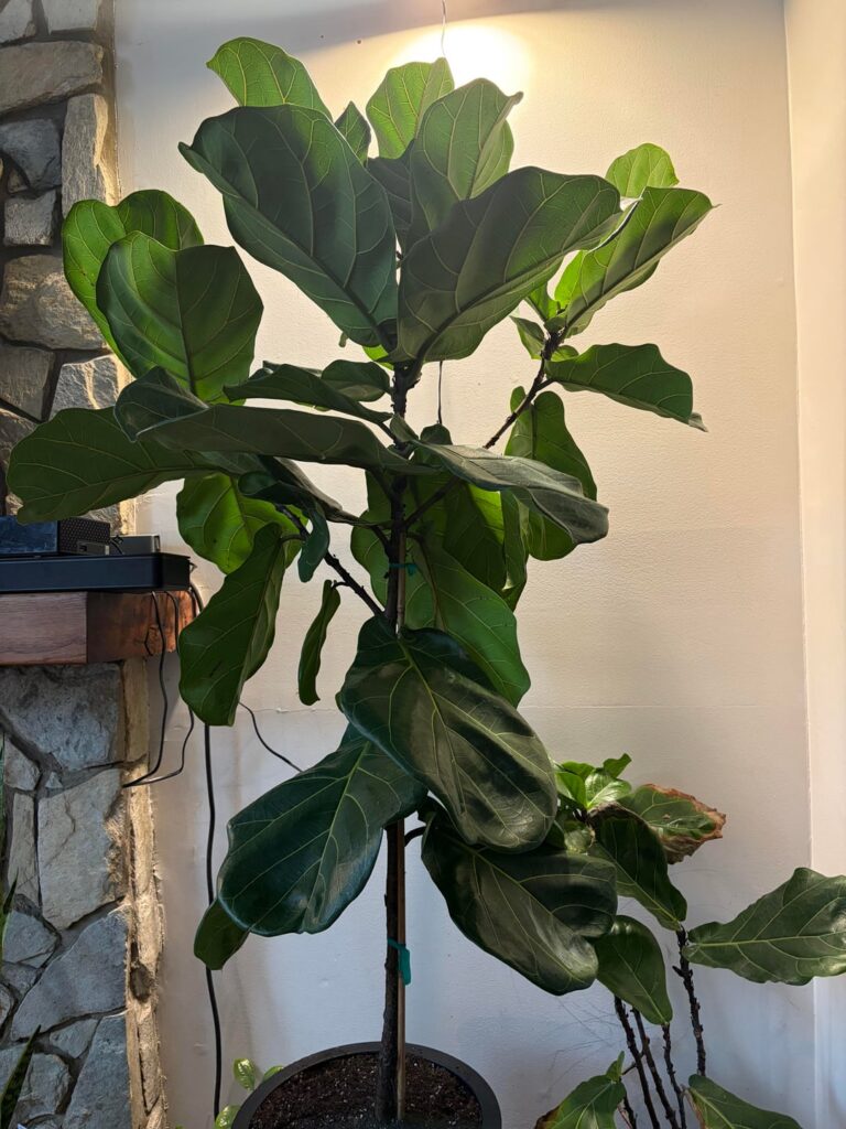 Are these drooping leaves?