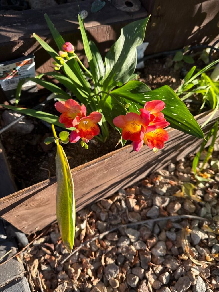 My Freesias are in bloom