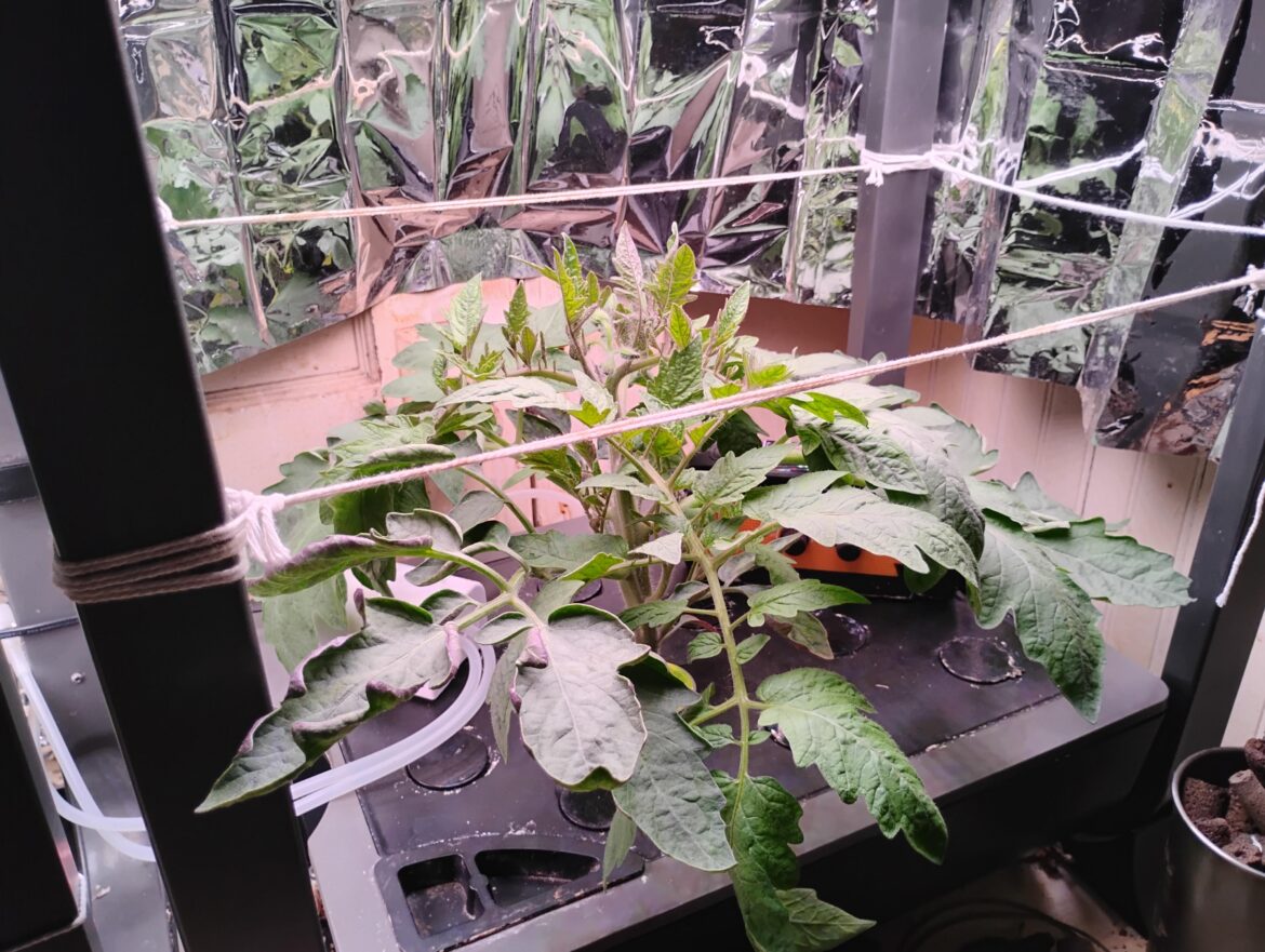 Day 35 of my Pink Brandywine Sudduth Strain (crossed or mislabled) in The Aerogarden Farm 12XL