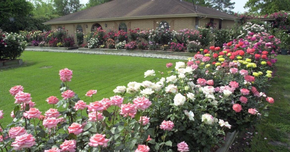 Prune roses now to get the best blooms for spring | Home/Garden