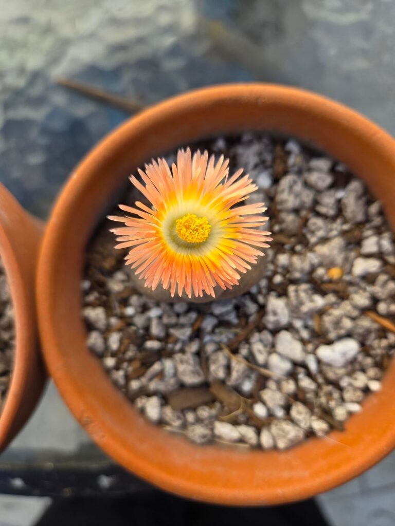 Two flowers from my split rocks
