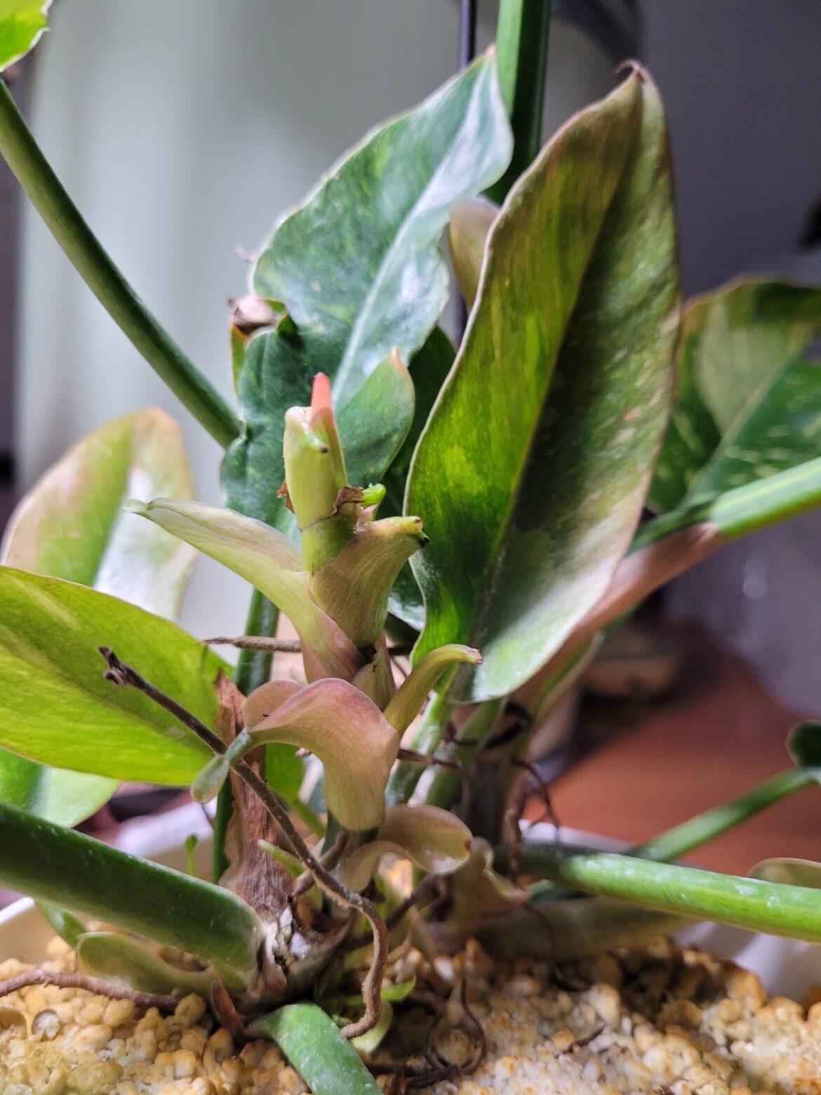 Only cataphylls why??