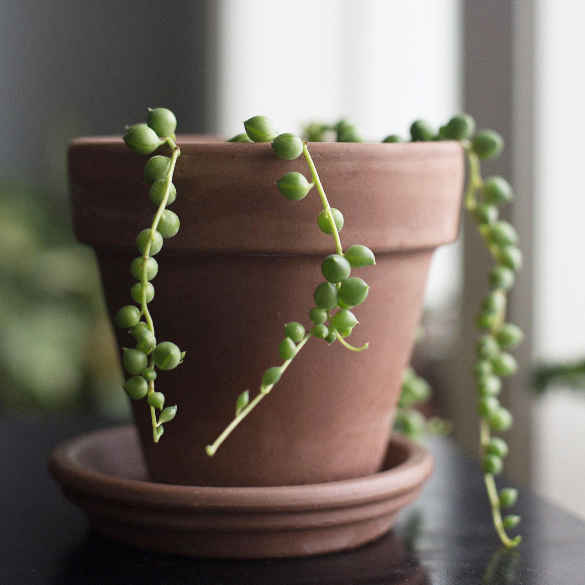 string of pearls in terracotta pot
