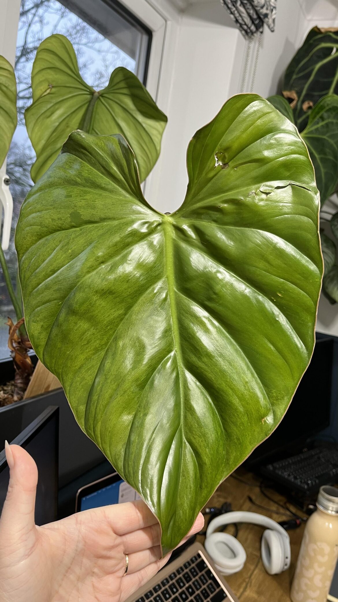 Philodendron Sp. Colombia Sport Variegation?!
