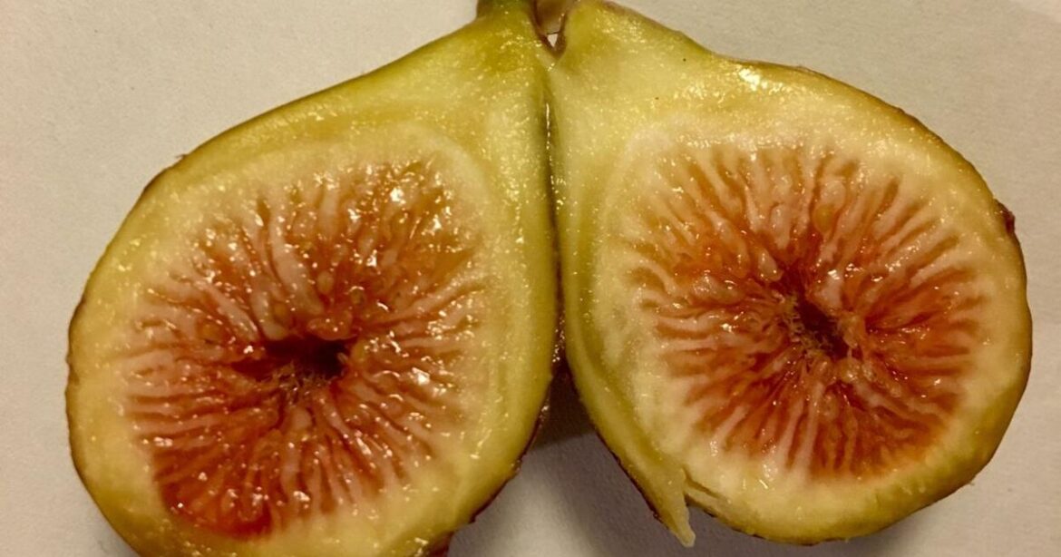 Fig trees are a hit here. Get in on the growing trend. | Home/Garden