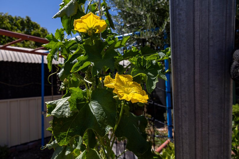 A Loofah plant in Michaela Driessen's garden in Safety Bay. 