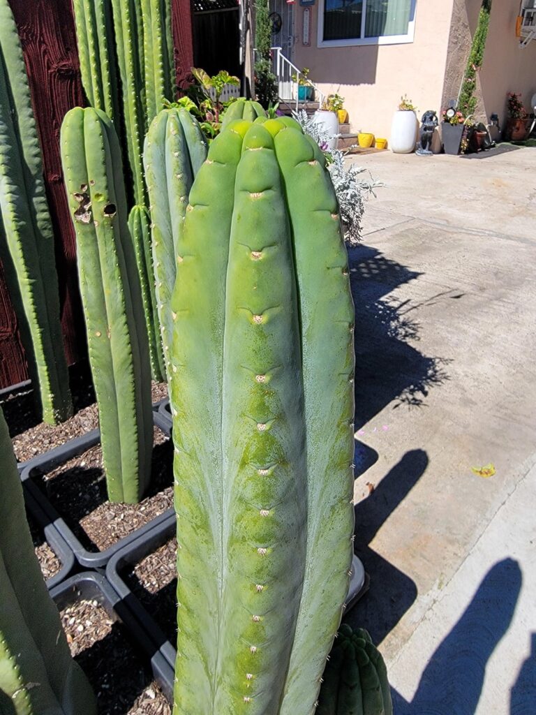 Pachanoi Mountain with those deep notches