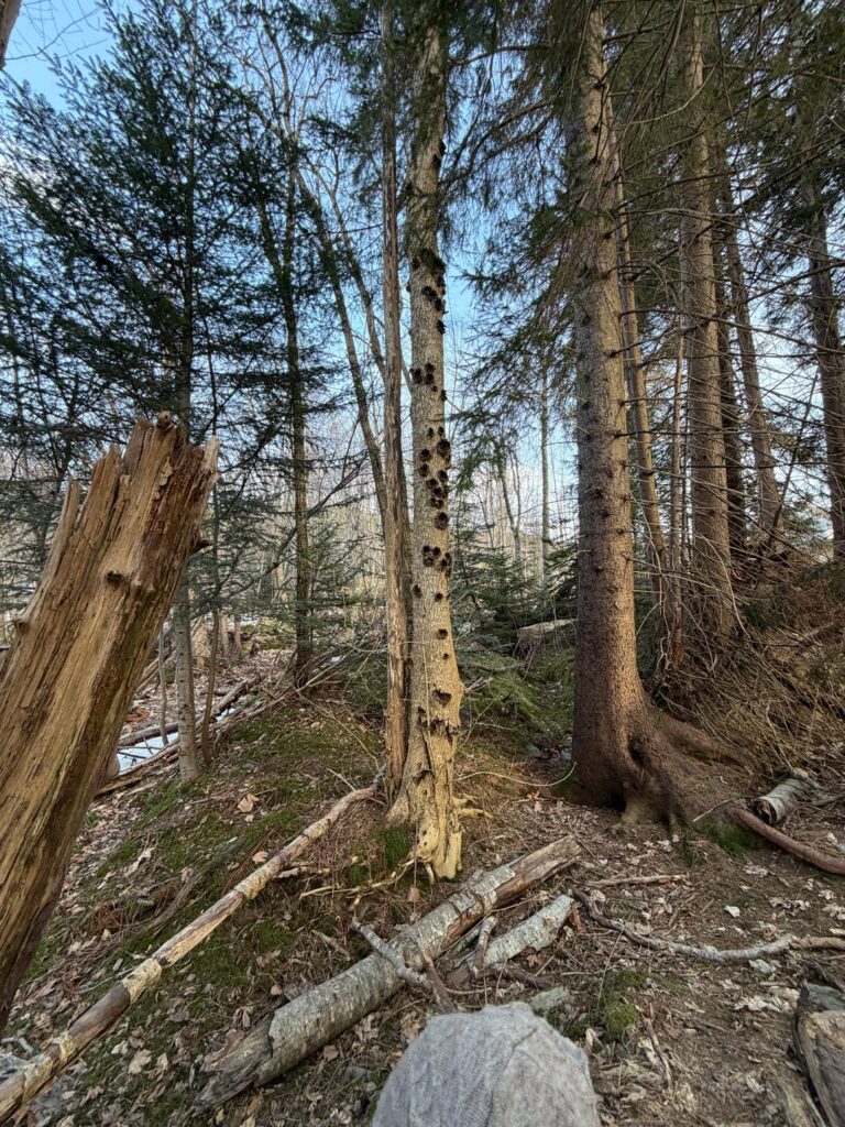 What are the dark circles on this tree? What has happened?