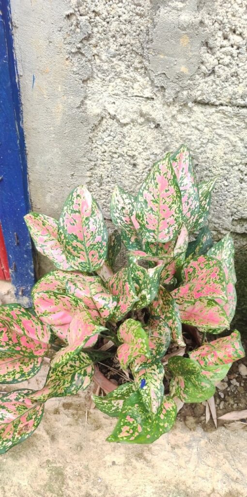 The plants I haven't seen them bloom.