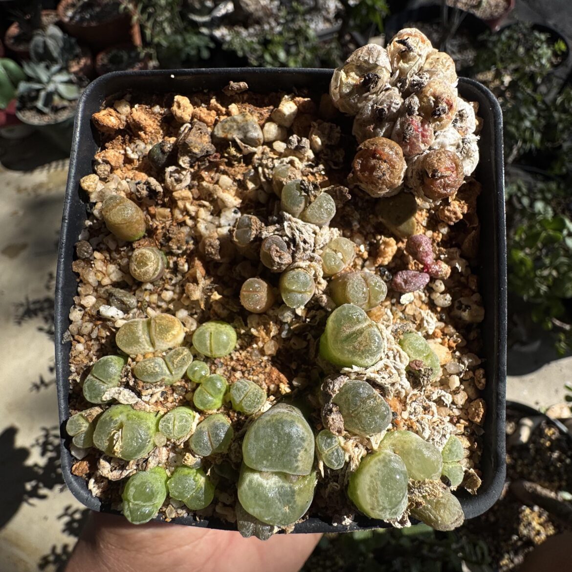 Pot-o-conos