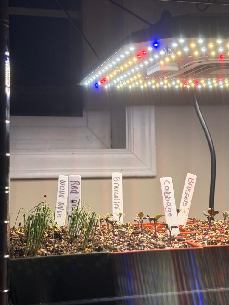 Whats going on with seedlings? Whats going on with seedlings?