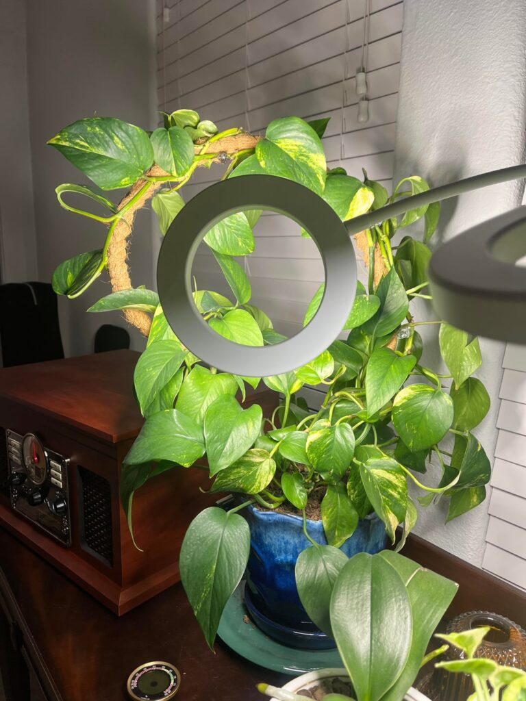 I got drunk and thought I killed my plant 🤓