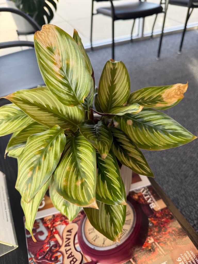 Help please, what’s causing these brown spots? Help please, what’s causing these brown spots?