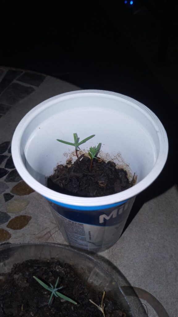 Pine growing