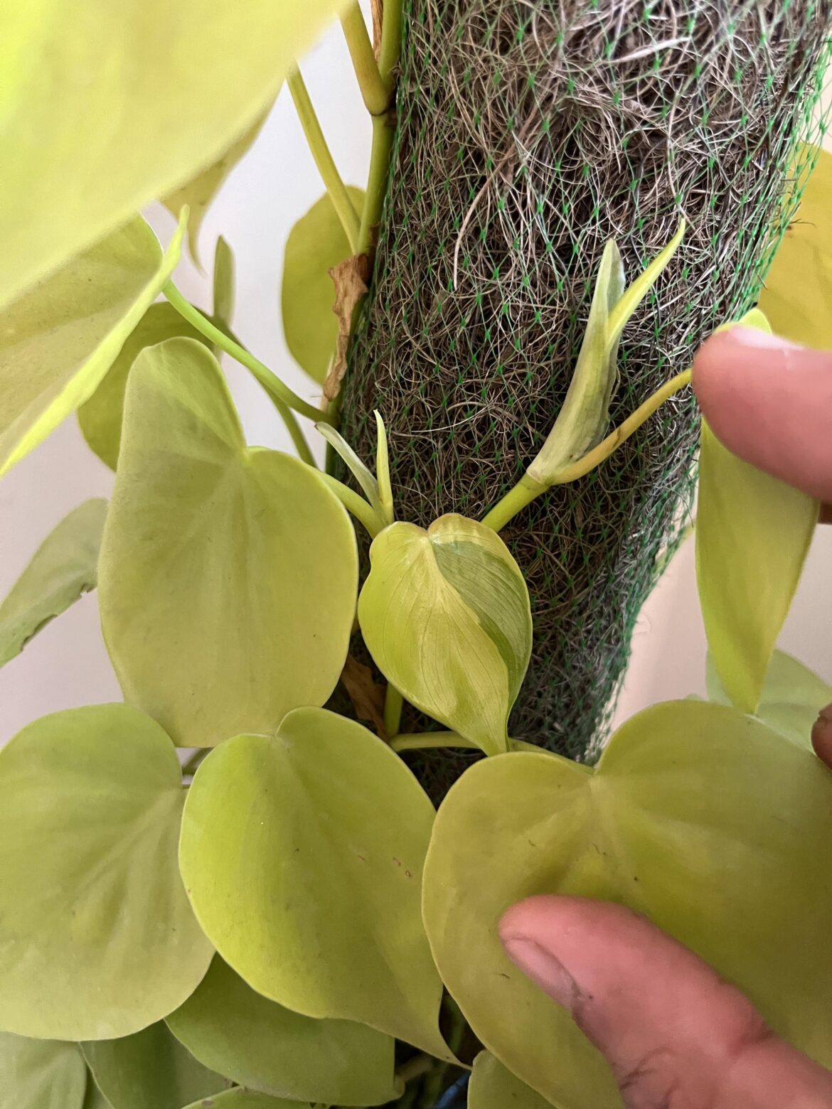My neon pothos gave a variegated leaf how’s that possible?