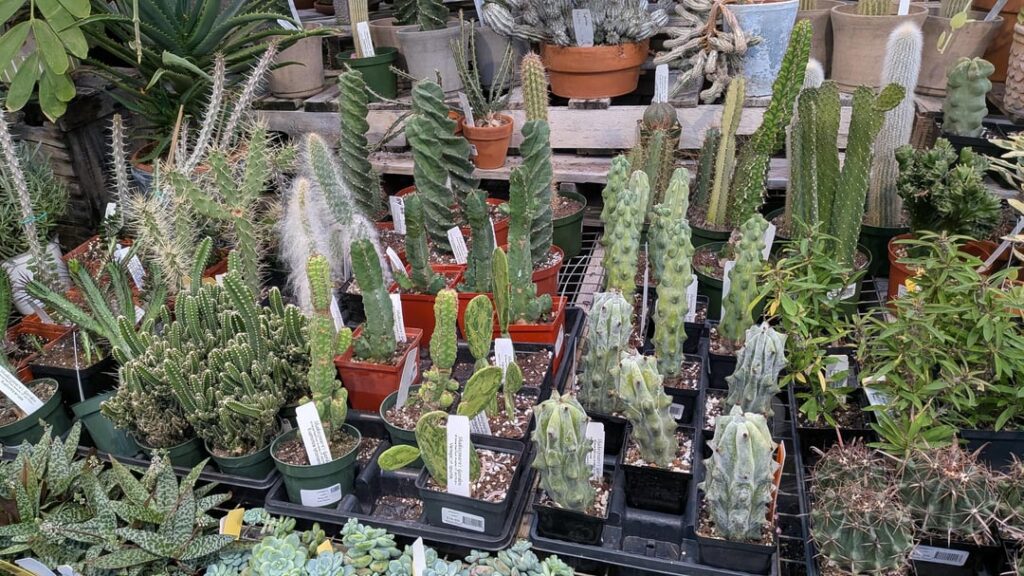 Awesome plant shop in NW Connecticut!