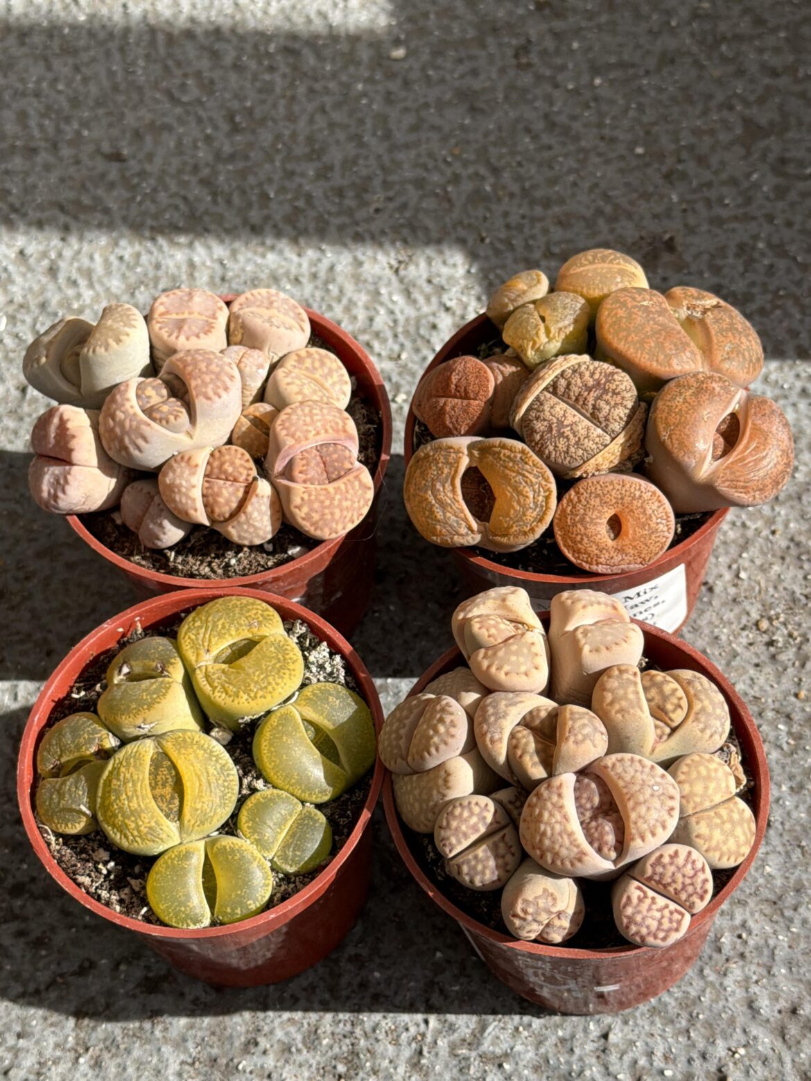 Hit the jackpot at local nursery