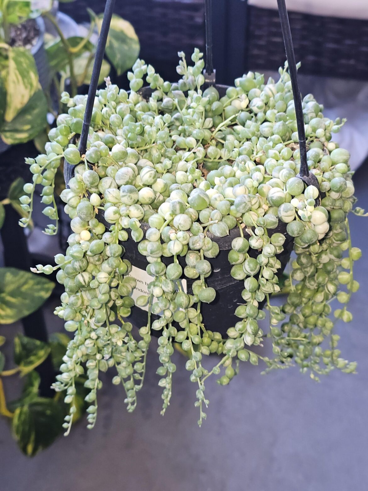 Meet Orion, My Variegated String of Pearls