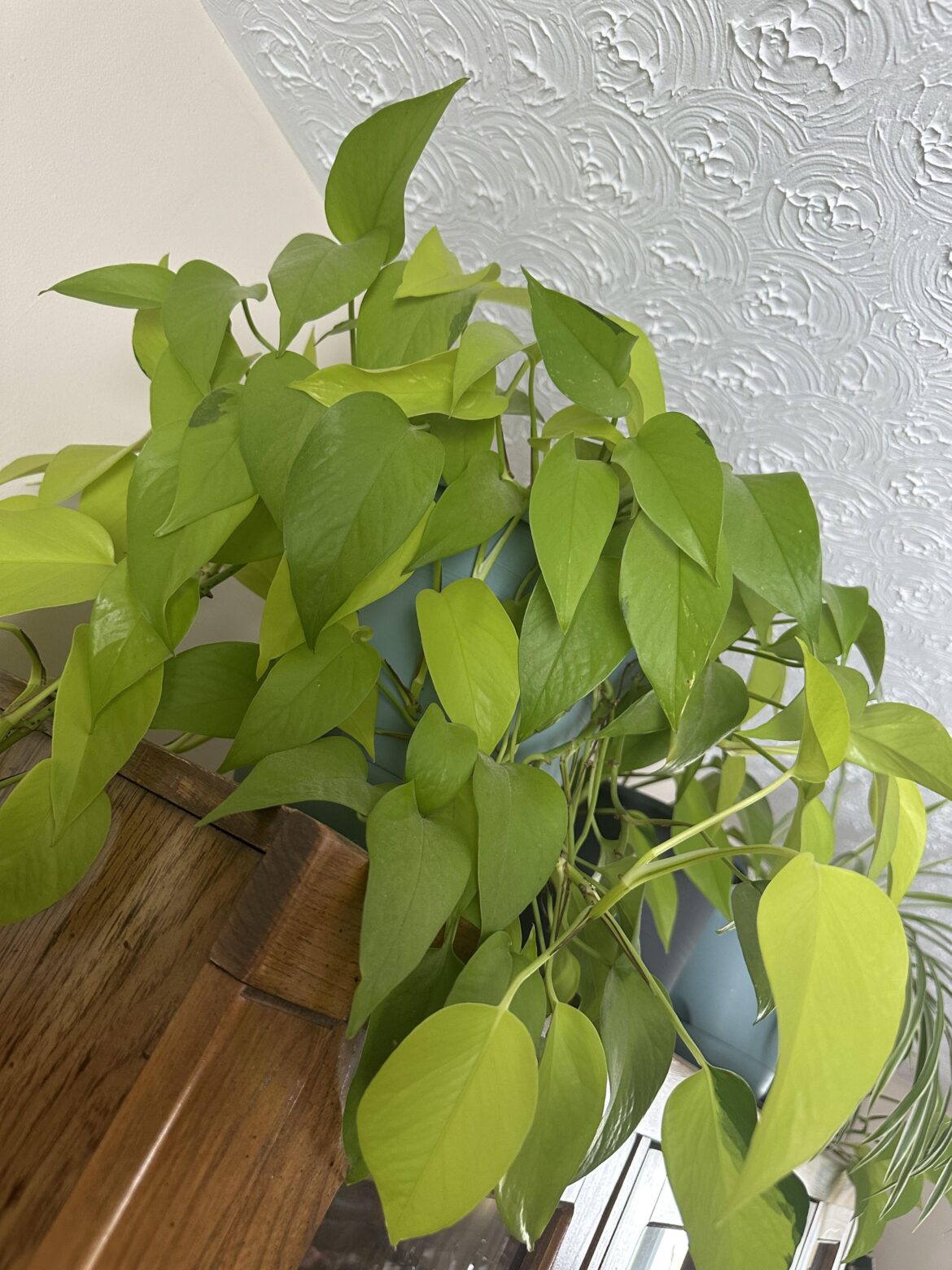What plant is this? What plant is this?