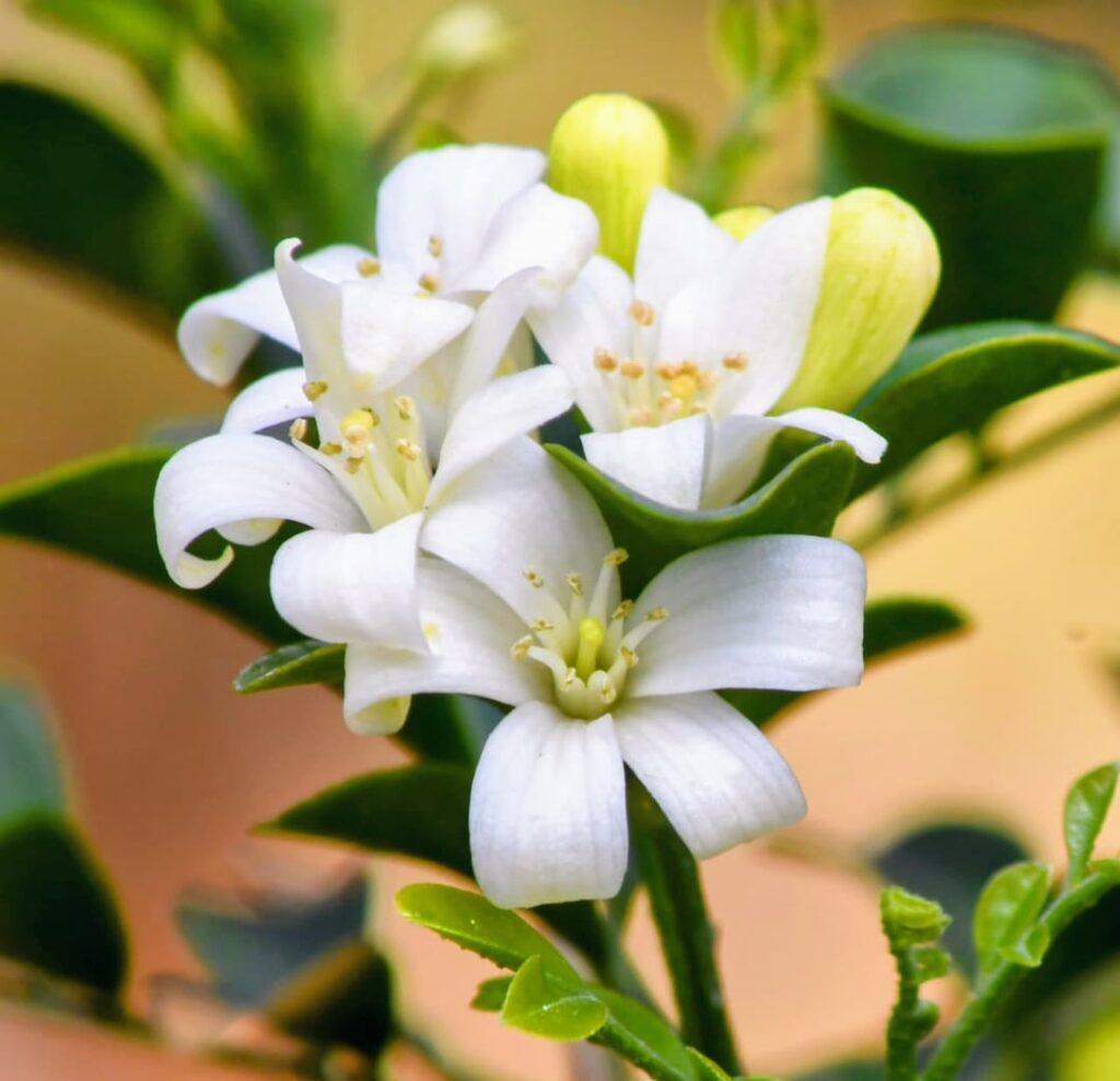 Guys this one has blossomed too.