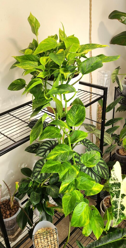 Neon Queen after five months