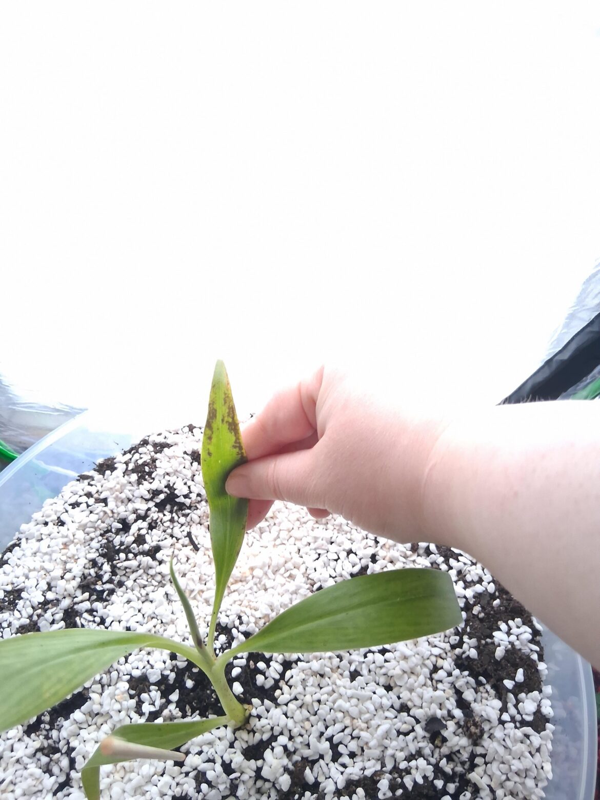 What's happening to my bananna plant baby?!