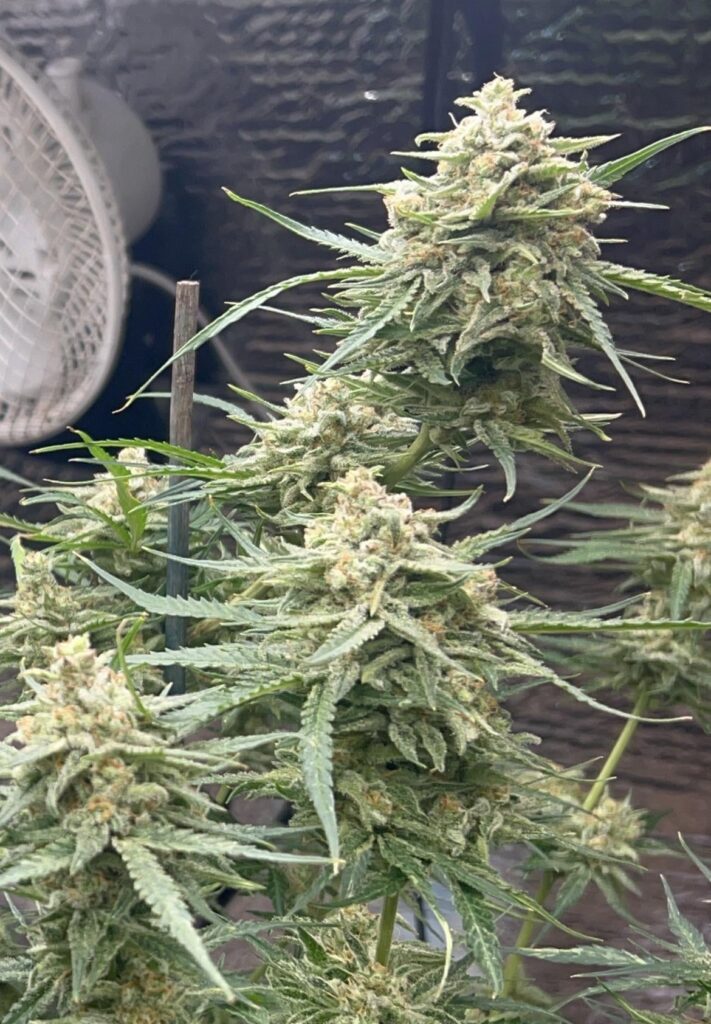 Humboldt Jelly Donutz