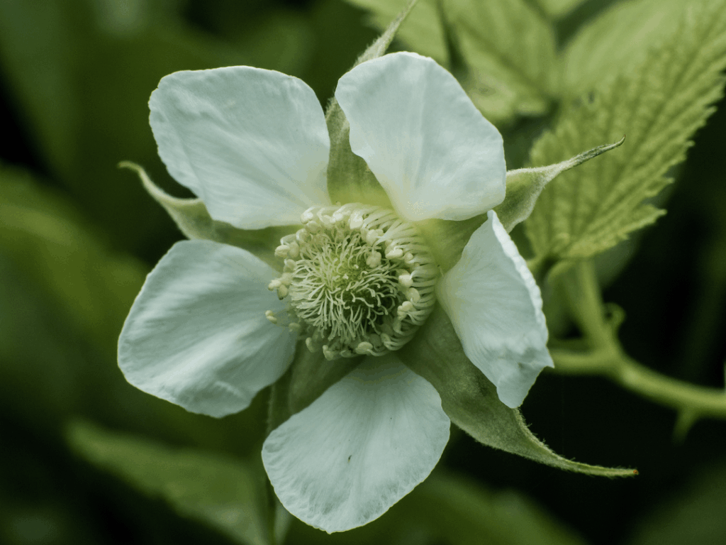 This is how the wild raspberry bush grows.