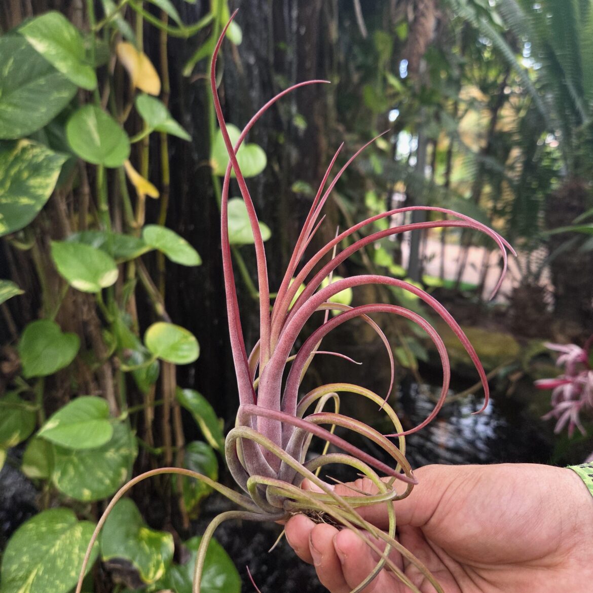 Tillandsia ‘Celebration’ (T. bulbosa × T. brachycaulos).