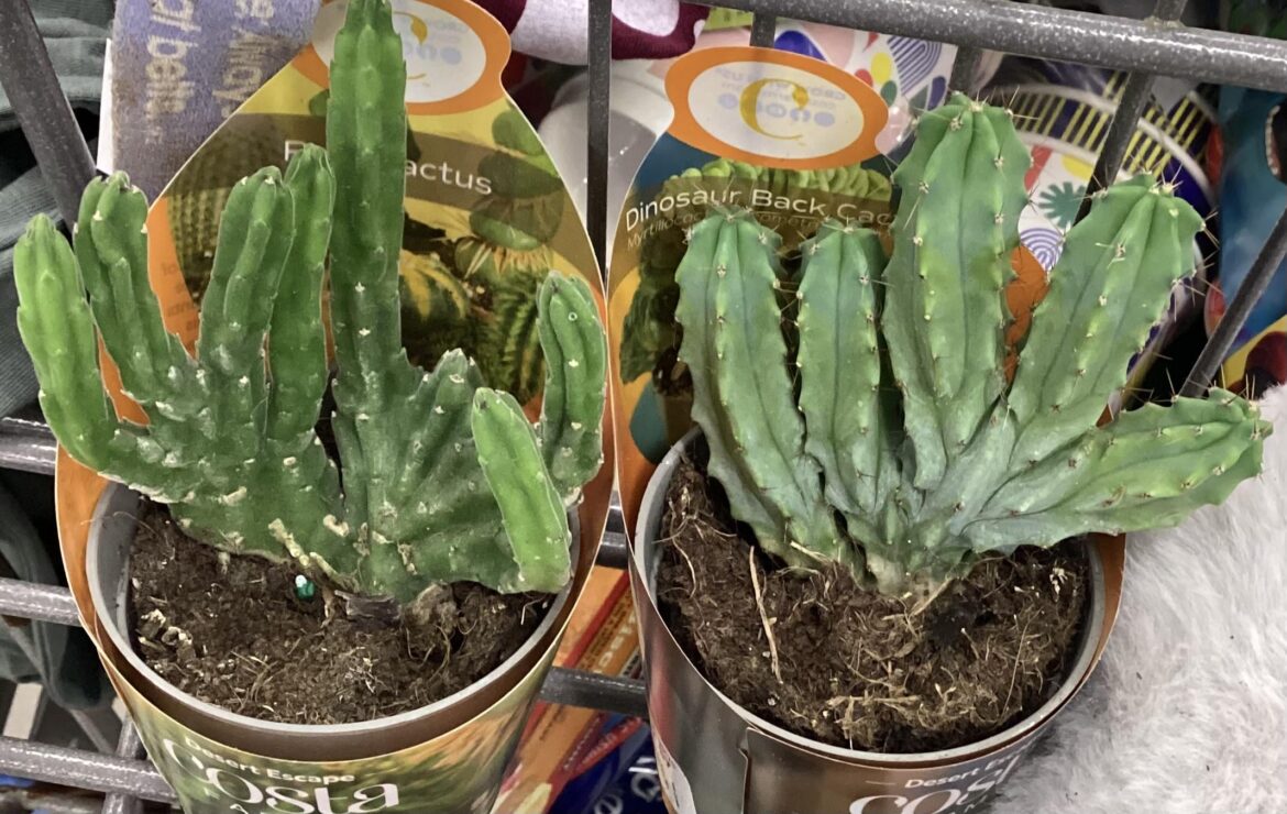 In need of ID. Who are these sillies?