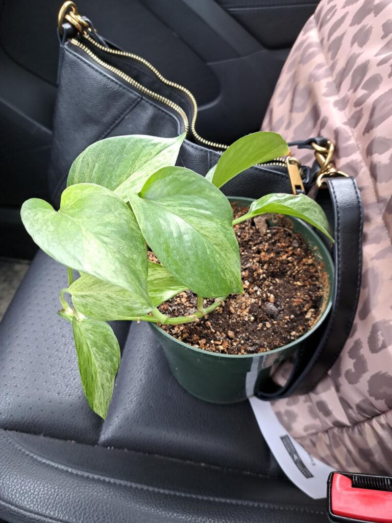 Marketplace Plant Marble or Snow?