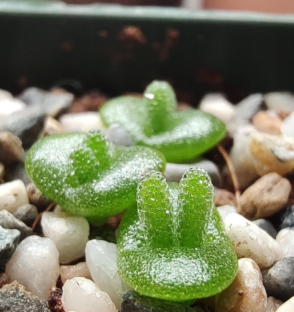 Is it possible for a plant to be cuter?