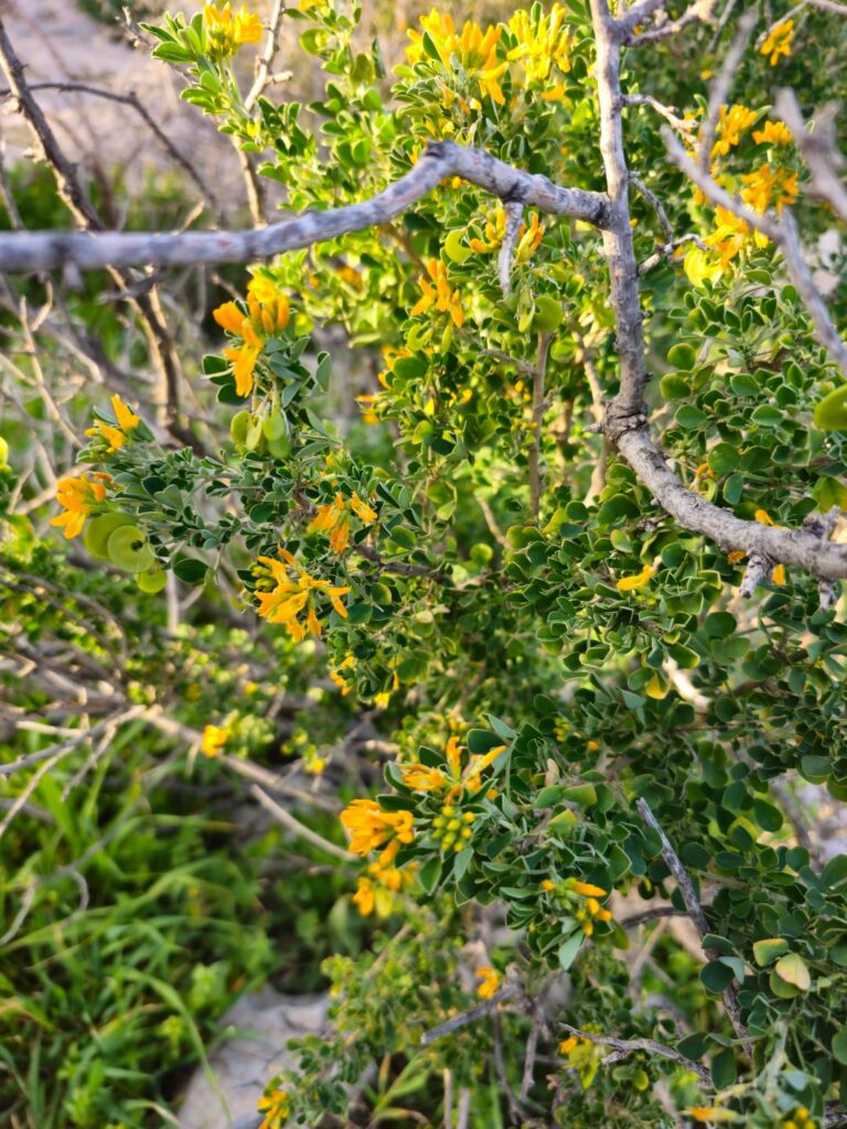What's this plant with the orange flowers? Location is Greece