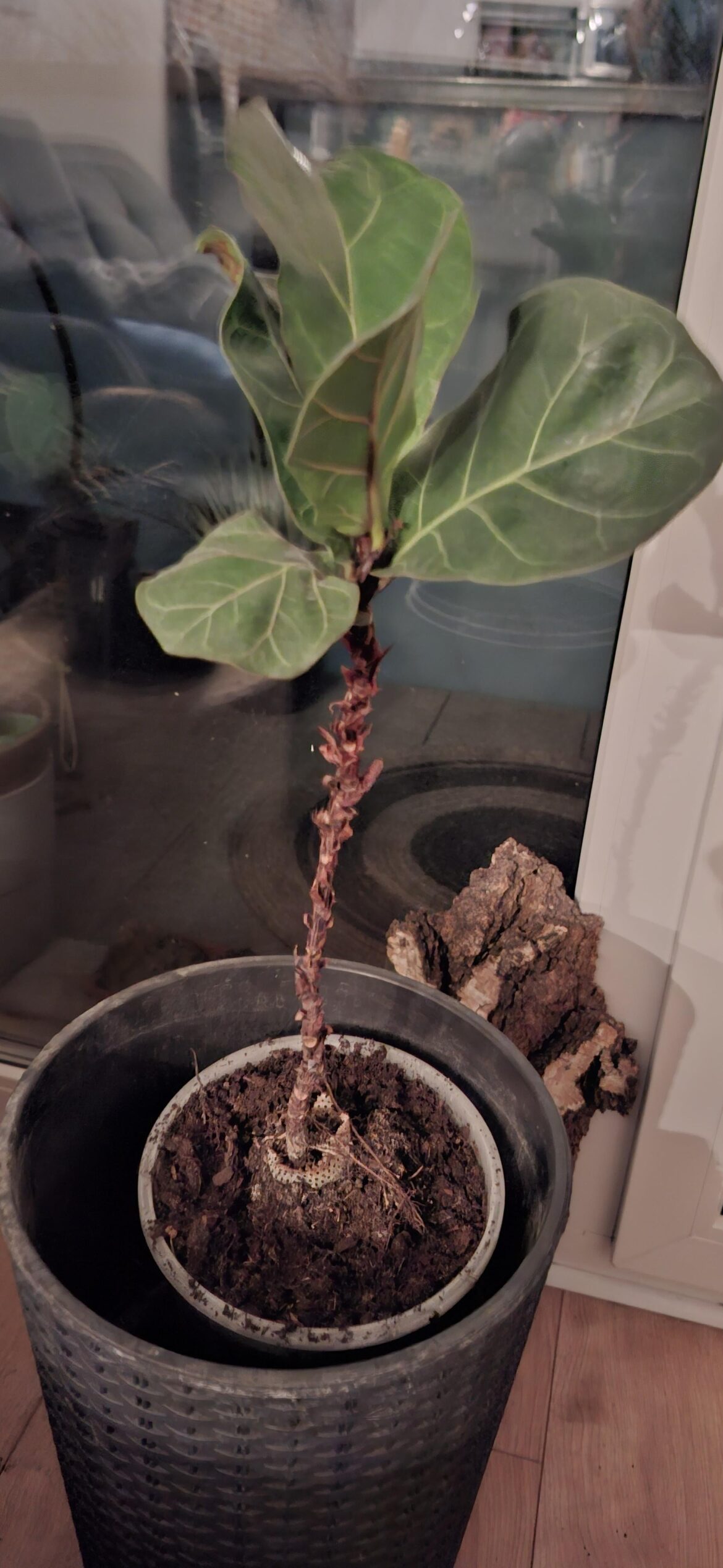 Cut and propagate the top? How to do it right?