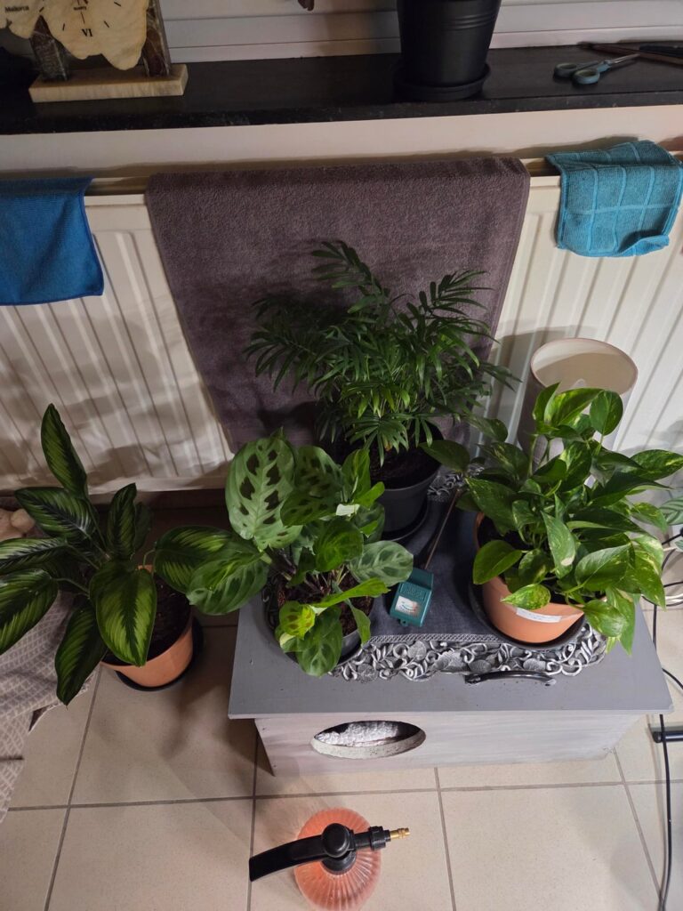 Wil they trive here?