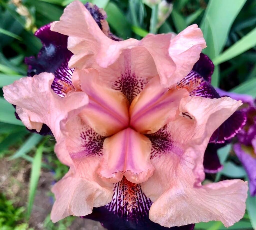 Wench Tall Bearded Iris