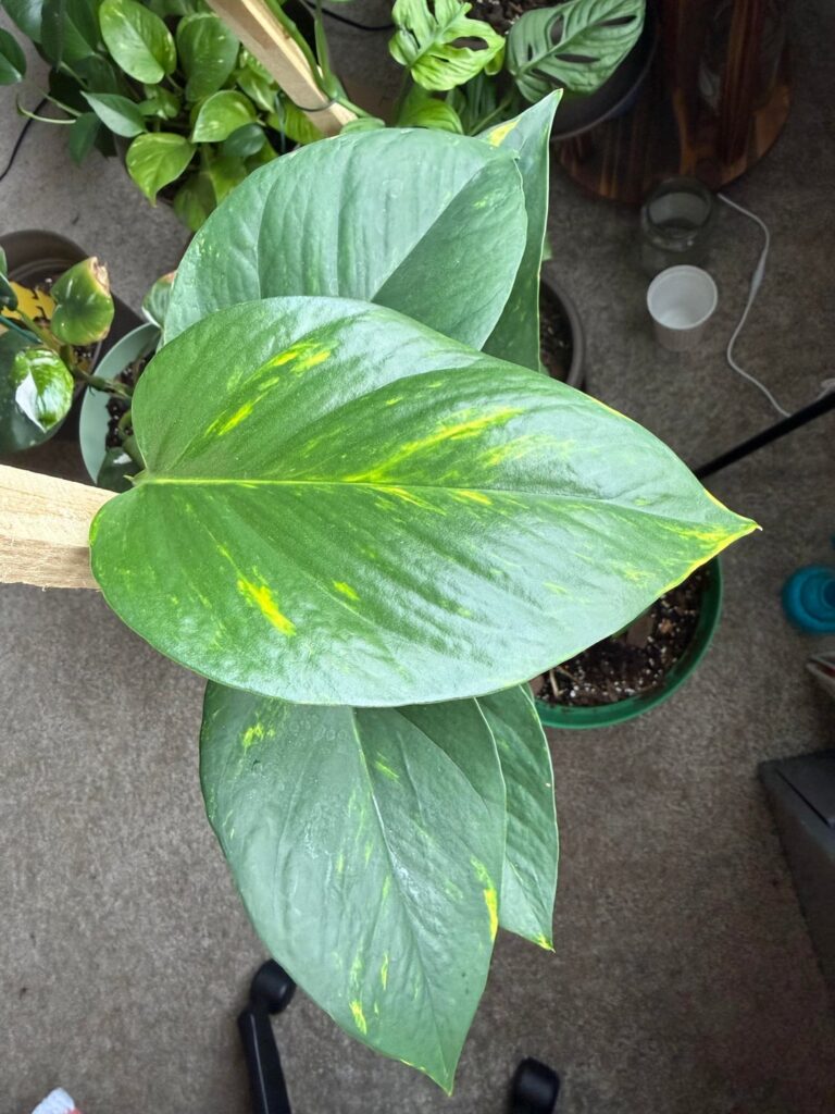 Sometimes pothos look like this, and sometimes they look like that 😐